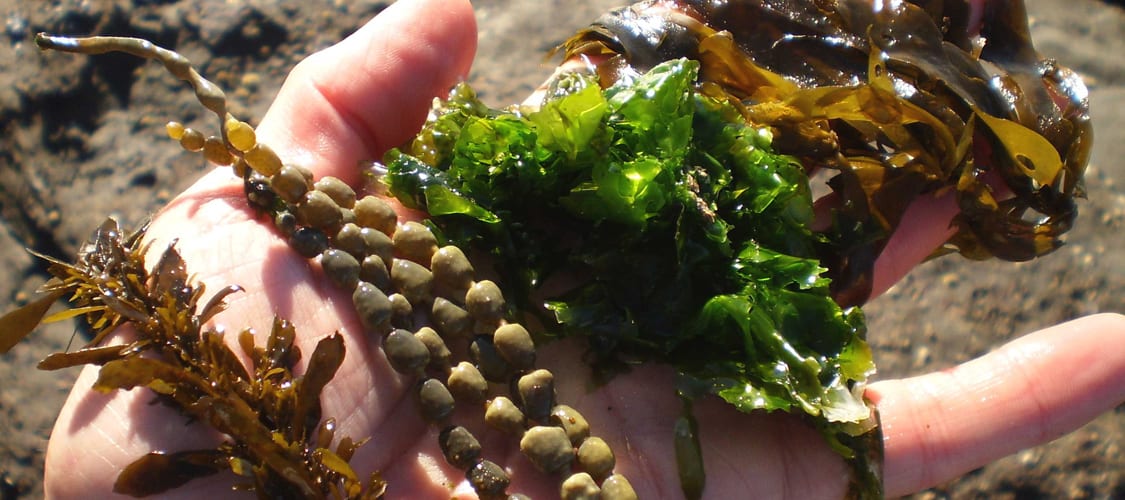 seaweed products Ireland wild irish seaveg new frontiers
