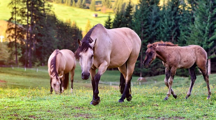 New Frontiers Alumni Case Study Adrienne Magnier and Zarasyl