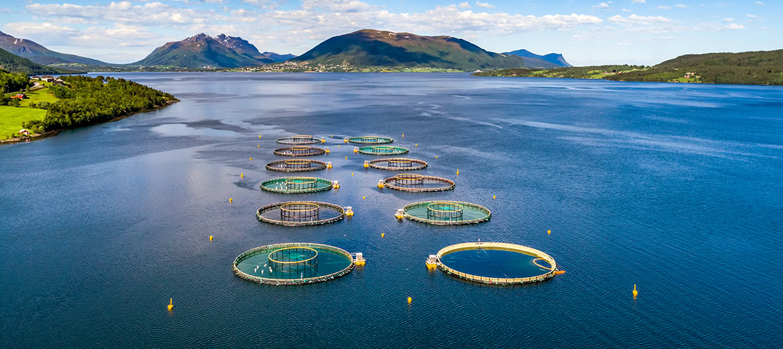 Scientist Turned Founder, Margaret Rae, Is Building A Prevention System For The Aquaculture Sector