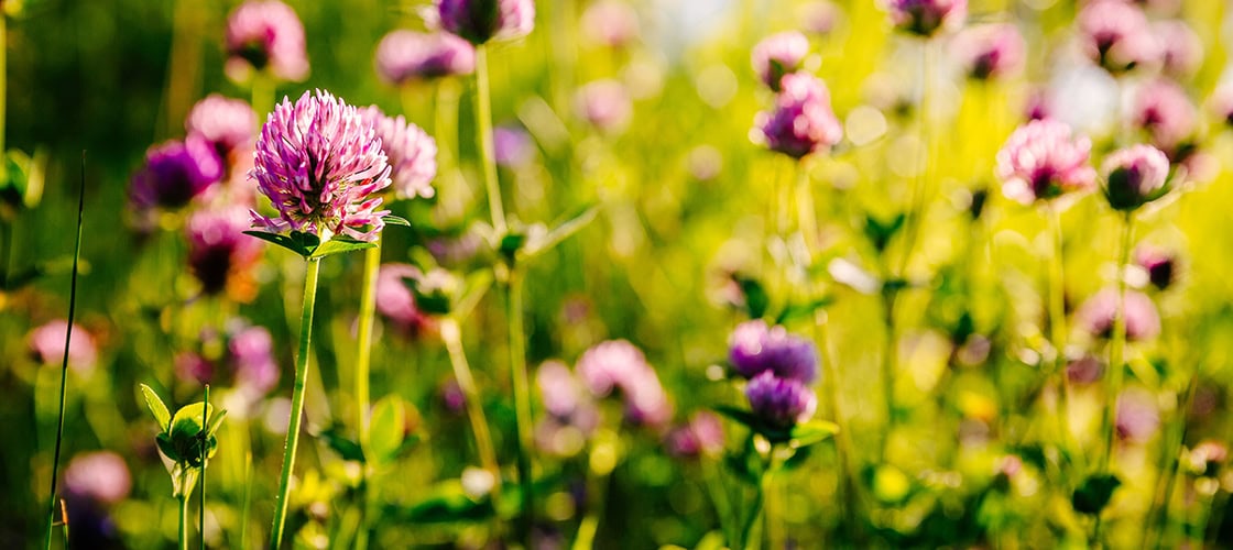 Sinead O Keeffe on producing Ireland's first cosmetic active